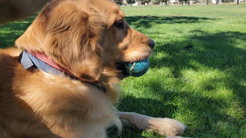 Sports Complex & Dog Park Restrooms - Patterson, CA