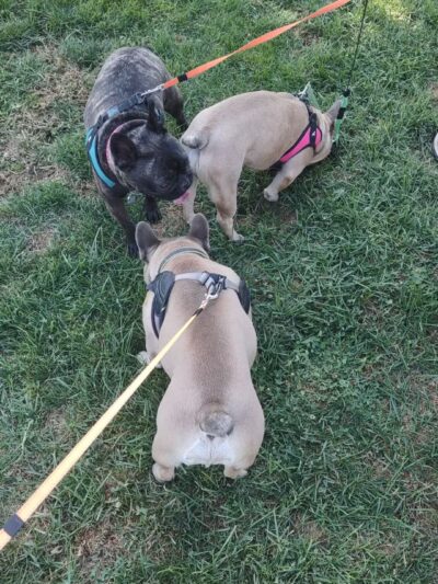 Sports Complex & Dog Park Restrooms - Patterson, CA