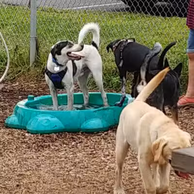 Southold Dog Park - Peconic, NY