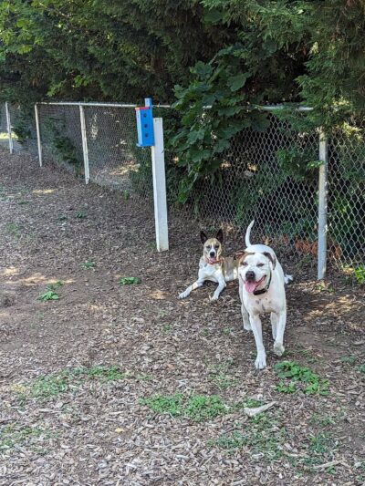 Southold Dog Park - Peconic, NY
