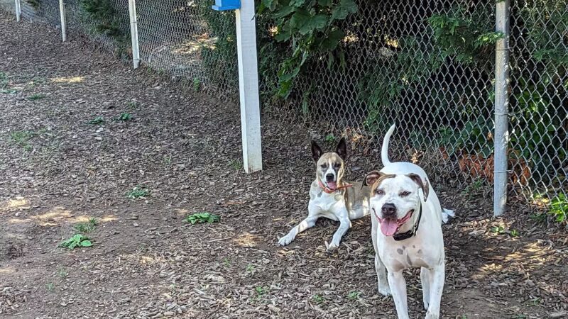 Southold Dog Park - Peconic, NY