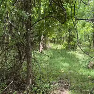 The Trails at Cowenton Ridge Park - Perry Hall, MD