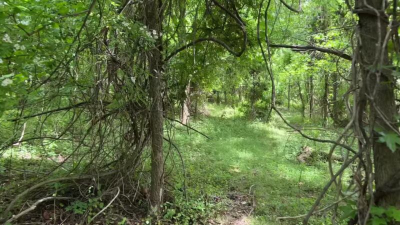 The Trails at Cowenton Ridge Park - Perry Hall, MD