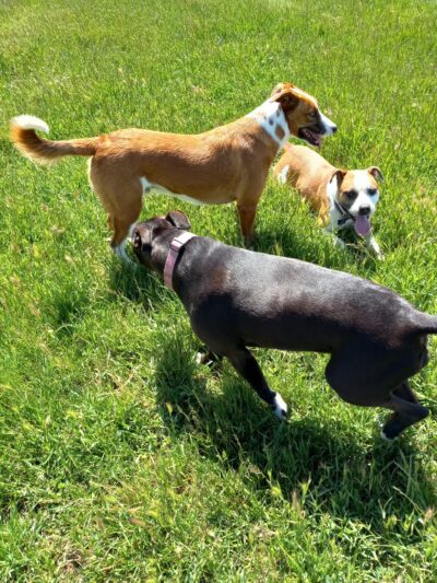 Rocky Memorial Dog Park - Petaluma, CA