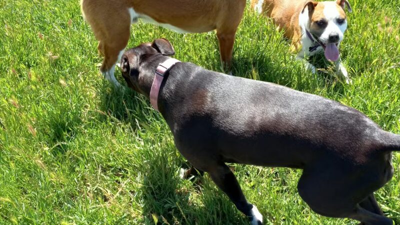 Rocky Memorial Dog Park - Petaluma, CA