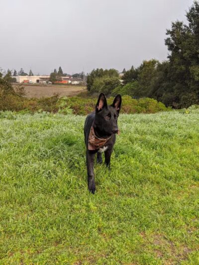 Rocky Memorial Dog Park - Petaluma, CA