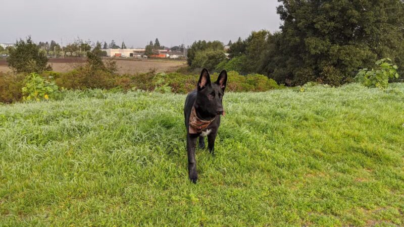 Rocky Memorial Dog Park - Petaluma, CA
