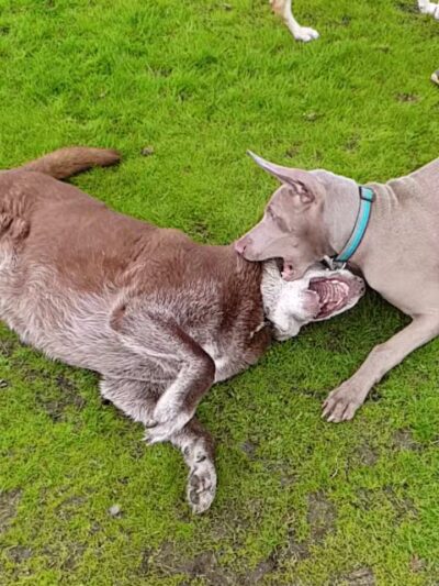 Rocky Memorial Dog Park - Petaluma, CA