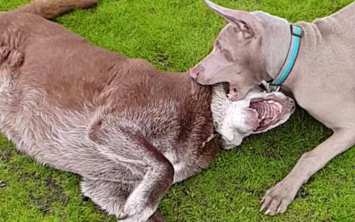 Rocky Memorial Dog Park - Petaluma, CA