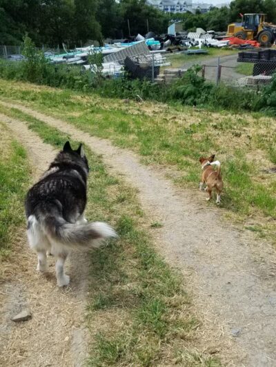 Rocky Memorial Dog Park - Petaluma, CA