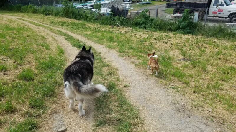 Rocky Memorial Dog Park - Petaluma, CA