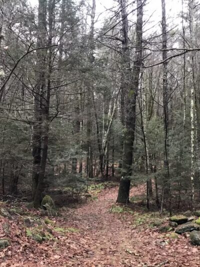 Brooks Woodland Preserve - Petersham, MA