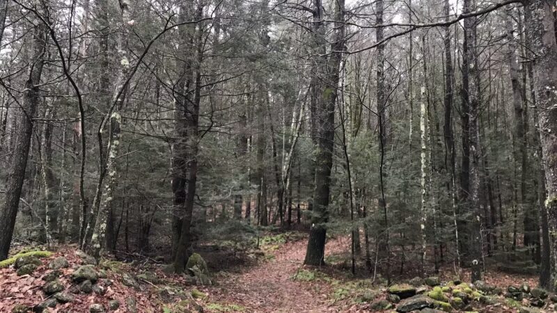 Brooks Woodland Preserve - Petersham, MA