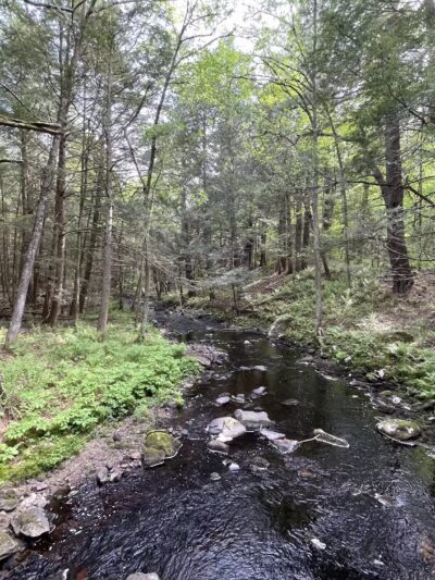 Brooks Woodland Preserve - Petersham, MA