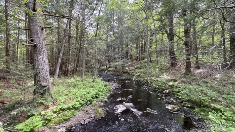 Brooks Woodland Preserve - Petersham, MA