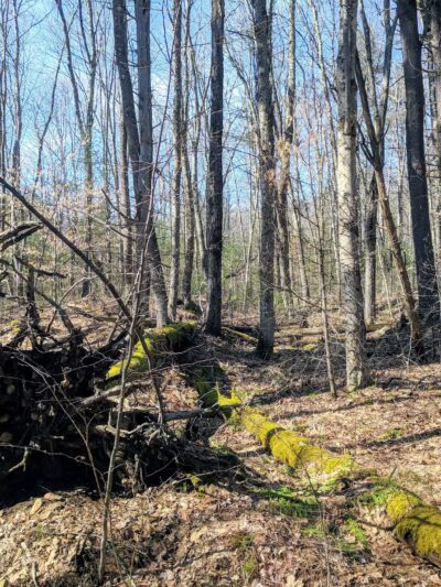 Swift River Reservation - Petersham, MA