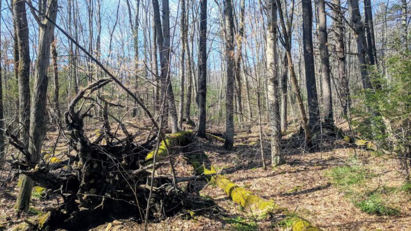 Swift River Reservation - Petersham, MA