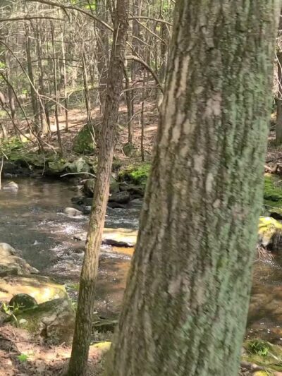 Swift River Reservation - Petersham, MA