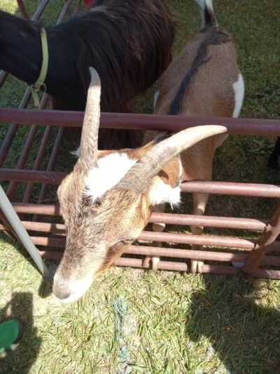 Pittsville Park - Pittsville, MD