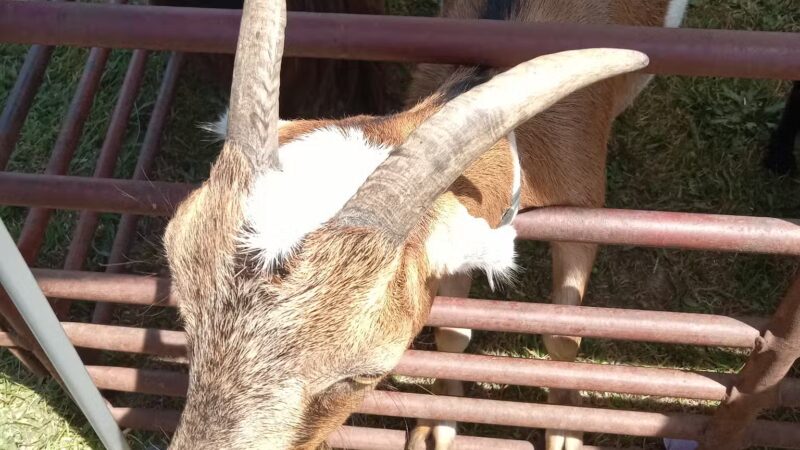 Pittsville Park - Pittsville, MD