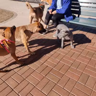 Jack Carter Dog Park - Plano, TX