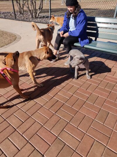 Jack Carter Dog Park - Plano, TX