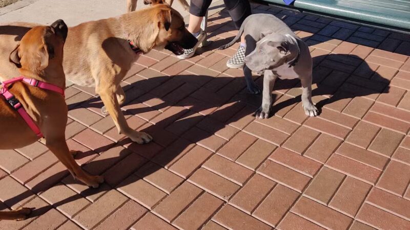Jack Carter Dog Park - Plano, TX
