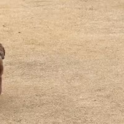 Jack Carter Dog Park - Plano, TX