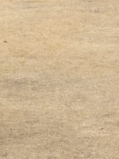 Jack Carter Dog Park - Plano, TX