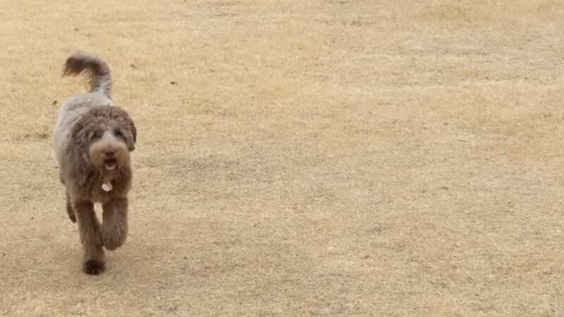 Jack Carter Dog Park - Plano, TX