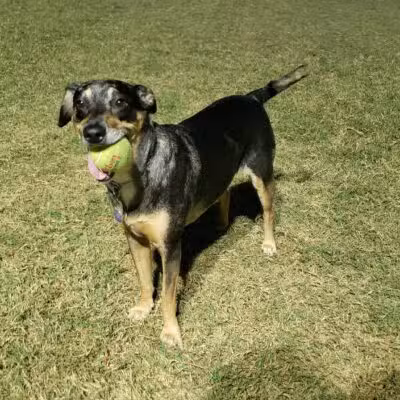 Jack Carter Dog Park - Plano, TX