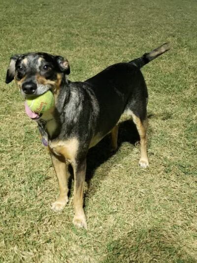 Jack Carter Dog Park - Plano, TX