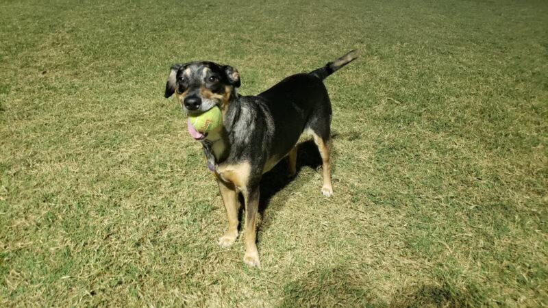 Jack Carter Dog Park - Plano, TX