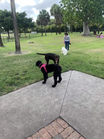 Happy Tails Dog Park - Plantation, FL