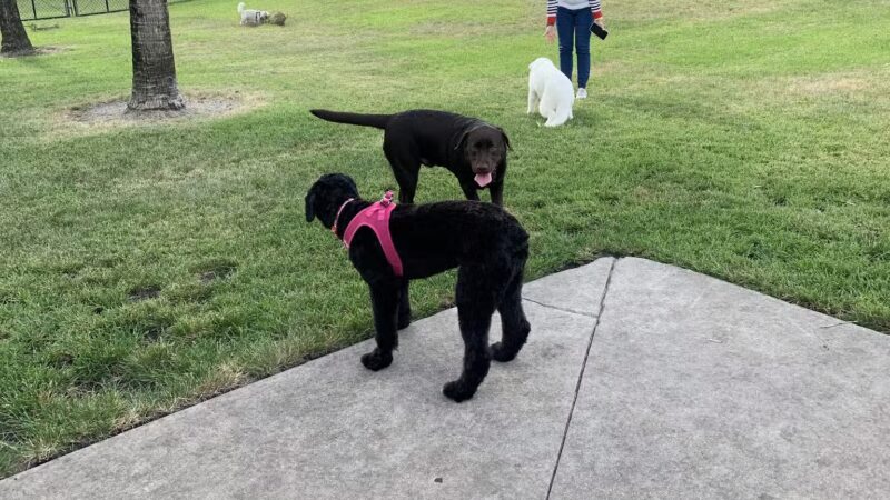 Happy Tails Dog Park - Plantation, FL