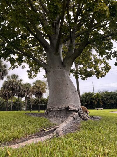 Happy Tails Dog Park - Plantation, FL