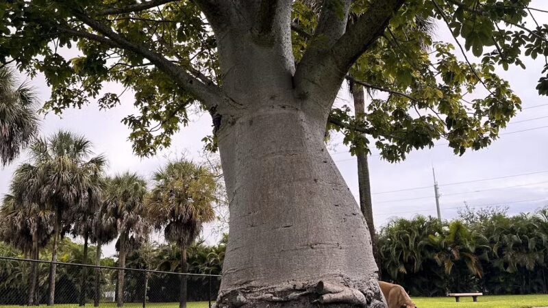 Happy Tails Dog Park - Plantation, FL