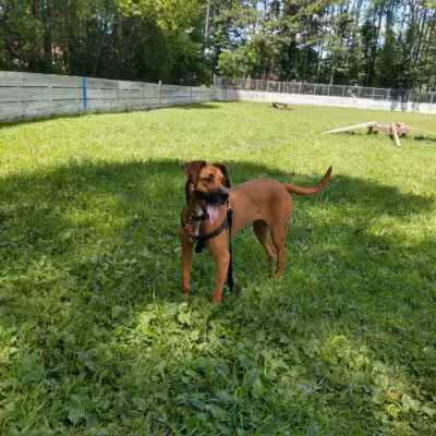 Happy Tails Dog Park - Plymouth, MN