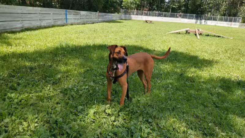 Happy Tails Dog Park - Plymouth, MN