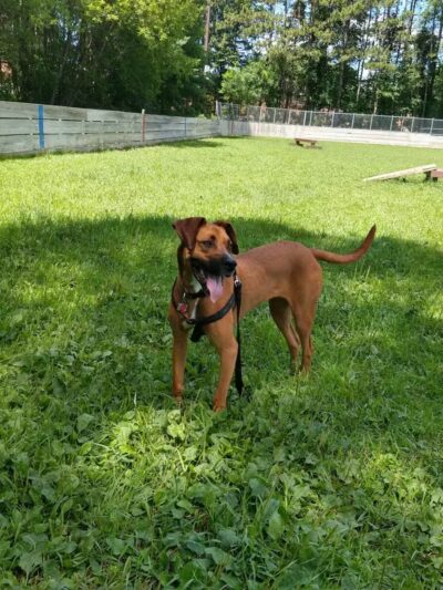 Happy Tails Dog Park - Plymouth, MN