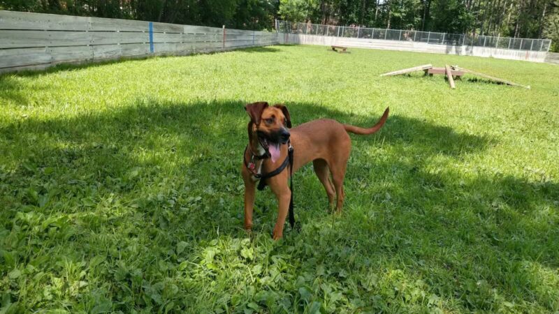 Happy Tails Dog Park - Plymouth, MN
