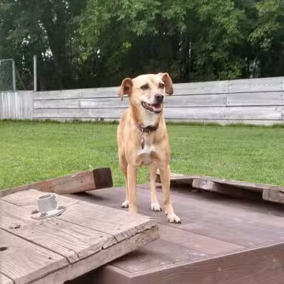 Happy Tails Dog Park - Plymouth, MN