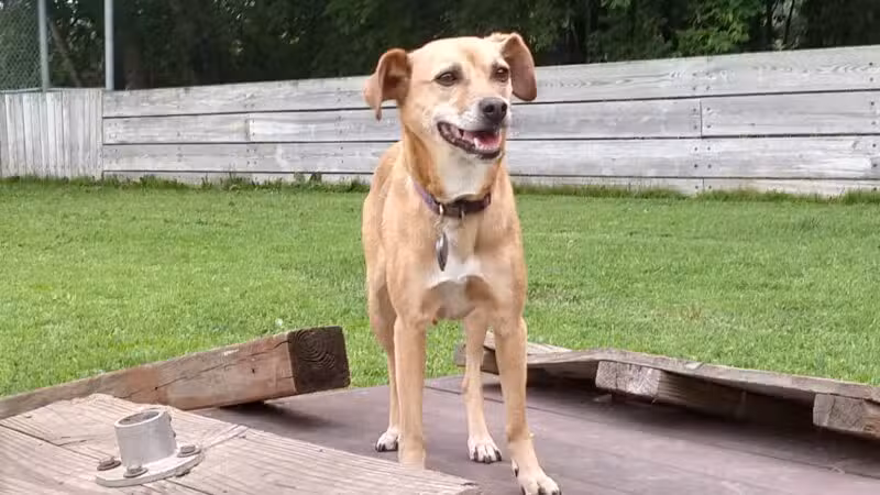 Happy Tails Dog Park - Plymouth, MN