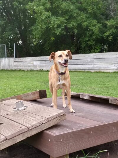 Happy Tails Dog Park - Plymouth, MN