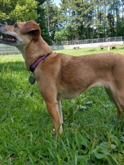 Happy Tails Dog Park - Plymouth, MN