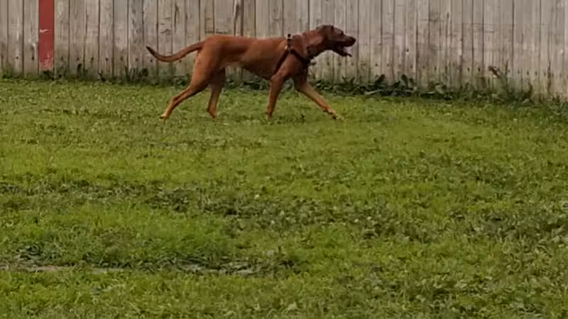 Happy Tails Dog Park - Plymouth, MN