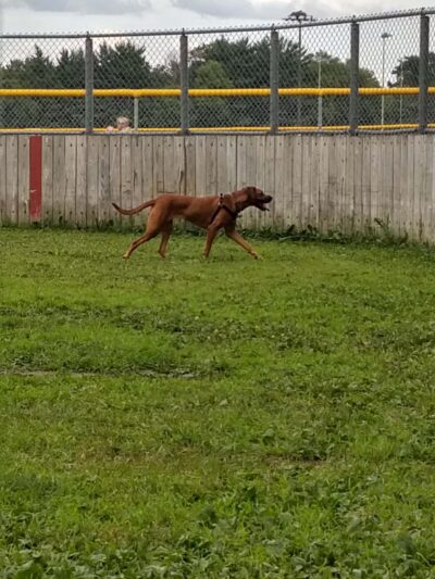 Happy Tails Dog Park - Plymouth, MN