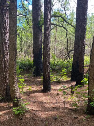 Algonquin Cross County Trail (Trailhead) - Pocomoke City, MD