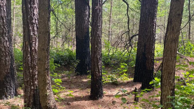 Algonquin Cross County Trail (Trailhead) - Pocomoke City, MD
