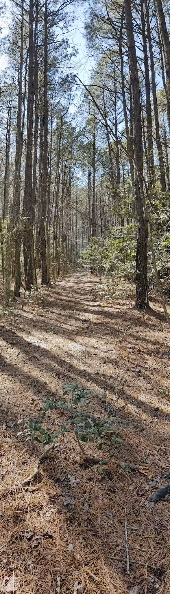 Hickory Point Natural Area - Pocomoke City, MD